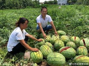 陇南网红事件吃瓜视频,吃瓜群众围观网络风云